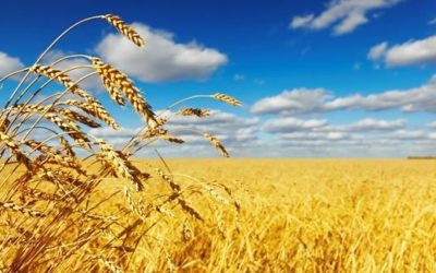 Grain SA’s NAMPO Harvest Day – 14 – 17 May 2019
