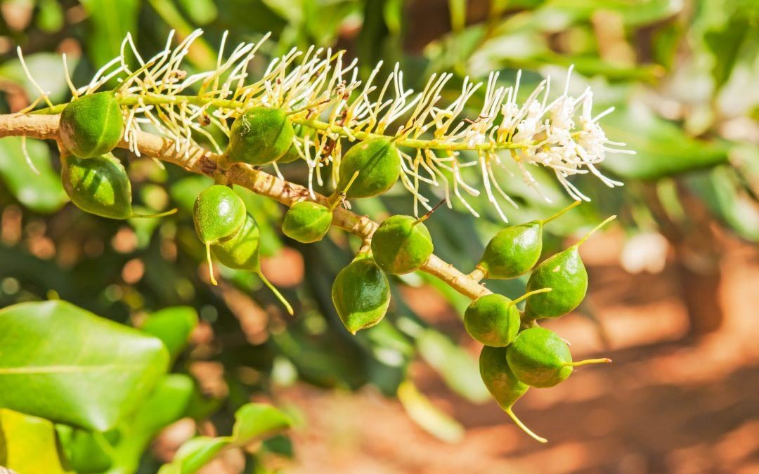 M1014 – Macadamia Farm for sale South Coast KZN SIZE 15 HA
