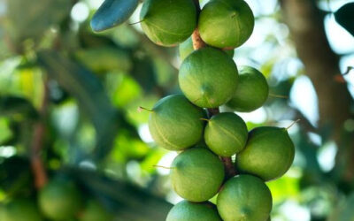 Message from World Macadamia Organisation