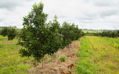 From the Editor – The Macadamia Spring 2023