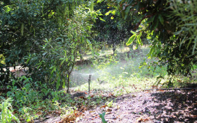 Prepare for a hotter summer, mac farmers warned