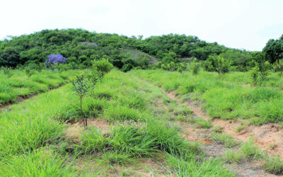 Nelspruit mac farmer scores on sound kernel recovery