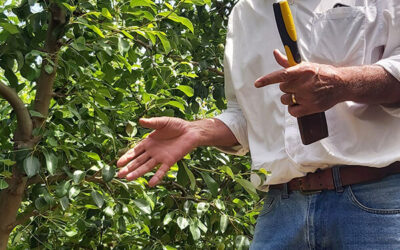 Perfect invader – a real and imminent threat to mac orchards