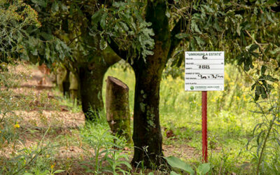 Aussie mac tree management under trial in southern KZN orchard