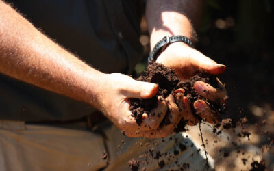 Understanding water movement in soil for irrigation success