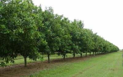 Breeding the future – how plant genetics will feed 10 billion people