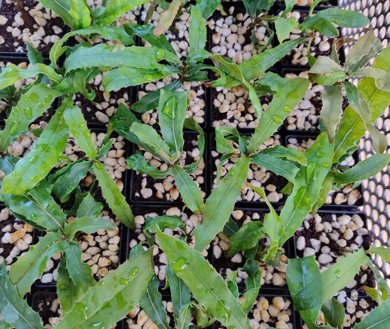 Green biotechnology to speed up Aussie mac conservation