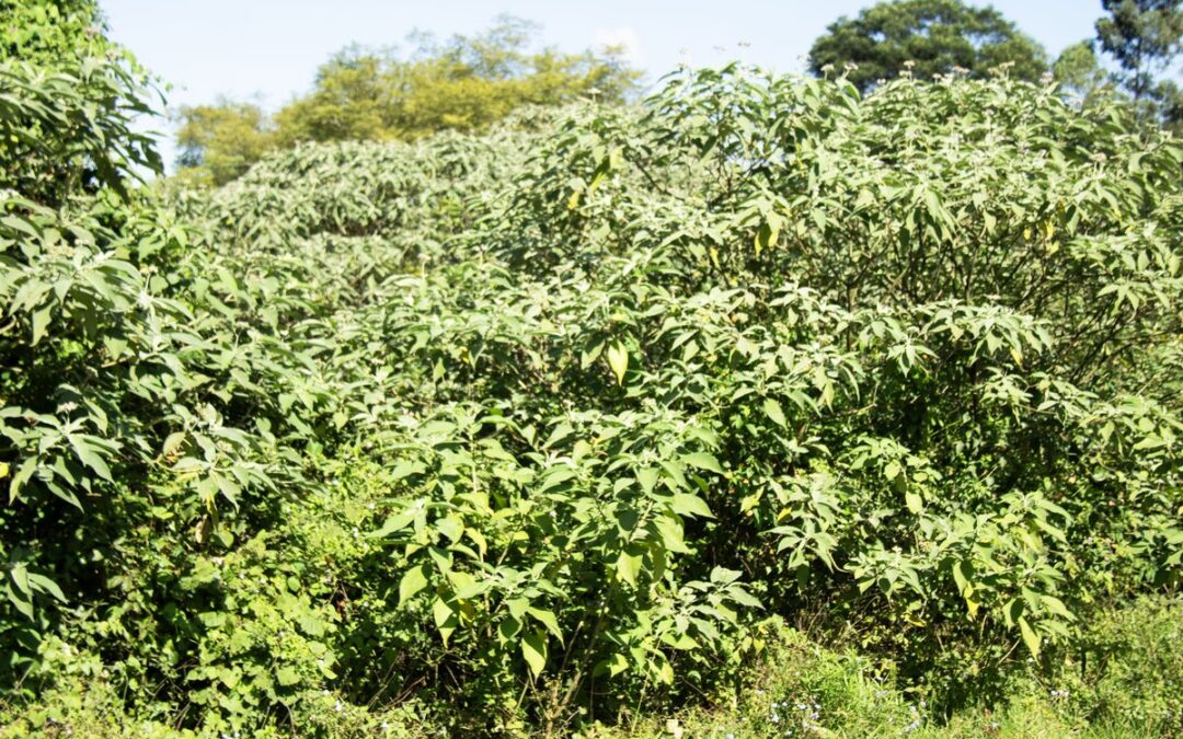 Bugweed blight offers curative alternatives