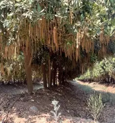 A Macadamia tree in full flower