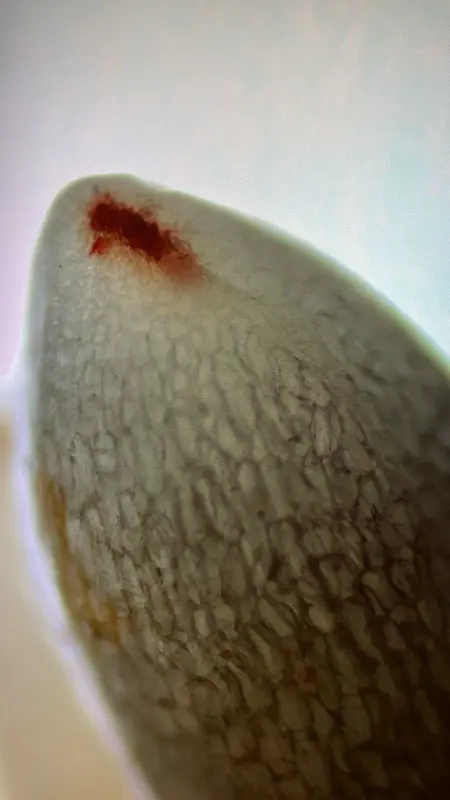 An electron microscope photo of the tip of a macadamia flower showing pollen starting to germinate